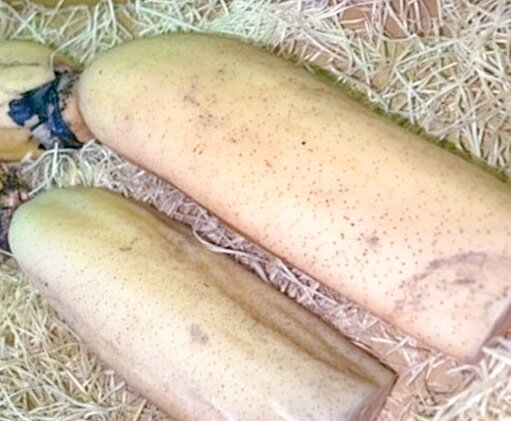 【ふるさと納税】【訳あり】鳴門市大津町産 蓮根（不揃い） 約2kg【数量限定】｜シャキシャキ 柔らか もちもち 天ぷら きんぴら - 画像3