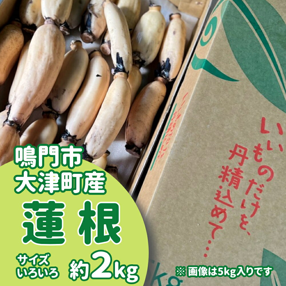 【訳あり】鳴門市大津町産 蓮根（不揃い） 約2kg【数量限定】｜シャキシャキ 柔らか もちもち 天ぷら きんぴら