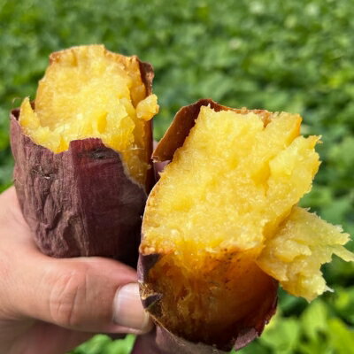 【ふるさと納税】 熟成さつまいも みーつ 3.0kg（ ねっとり系 ）｜ 紅はるか べにはるか 甘い ねっとり 熟成 国産 産地直送 スイーツ おやつ 焼き芋 焼芋 焼きいも スイートポテト 天ぷら 干し芋 ギフト お土産 おみやげ - 画像2