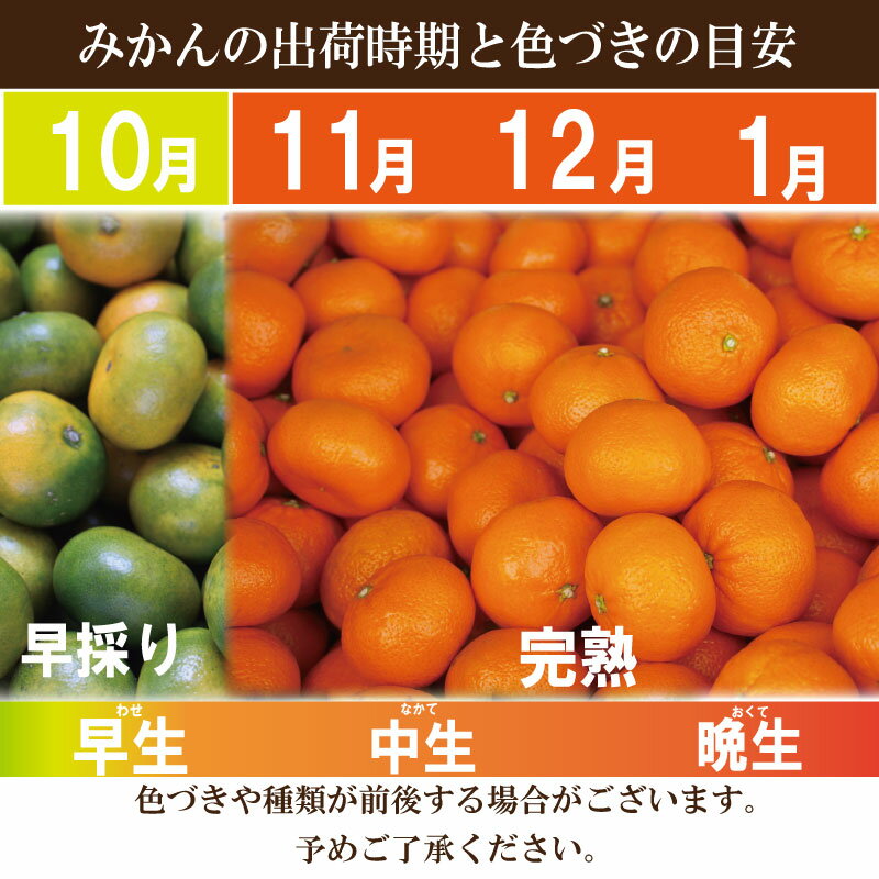 【ふるさと納税】 みかん 温州みかん 5kg 10kg 2025年10月順次発送 温州みかん 完熟 極早生 早生 柑橘 果物 フルーツ 国産 新鮮 ジュース 甘い デザート スイーツ 【北海道、東北、離島、沖縄配送不可】 サムネイル2