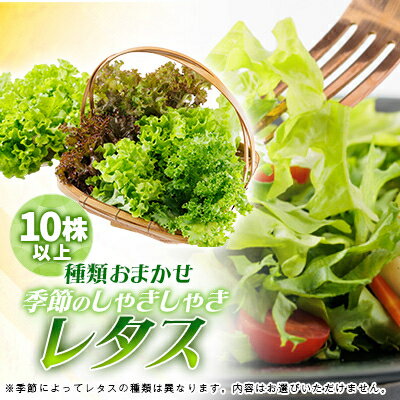新鮮しゃきしゃきレタス【配送不可地域：離島・北海道・沖縄県】【1675682】