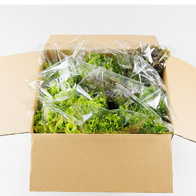 【ふるさと納税】新鮮しゃきしゃきレタス【配送不可地域：離島・北海道・沖縄県】【1675682】 - 画像2