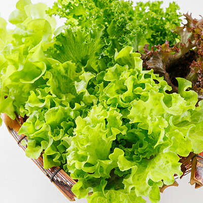 【ふるさと納税】新鮮しゃきしゃきレタス【配送不可地域：離島・北海道・沖縄県】【1675682】 - 画像3