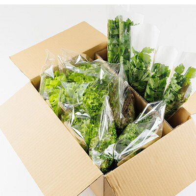 【ふるさと納税】新鮮しゃきしゃきレタスと香る三つ葉セット【配送不可地域：離島・北海道・沖縄県】【1675683】 - 画像2