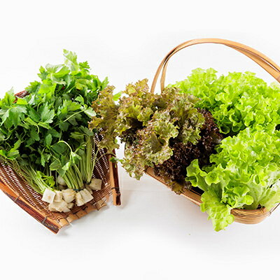 【ふるさと納税】新鮮しゃきしゃきレタスと香る三つ葉セット【配送不可地域：離島・北海道・沖縄県】【1675683】 - 画像3