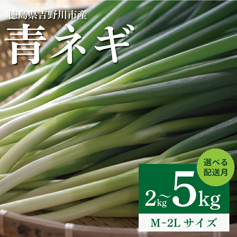 青ネギ 選べる 容量 2kg 4kg 5kg 【 シャキとろ 青ネギ 】ねっこ農園 丸ごと 食べれる 苦みえぐみが少ない 12月～6月 発送 薬味 ネギ 野菜 葱 味噌汁 うどん 鍋 朝ご飯 徳島県 吉野川市
