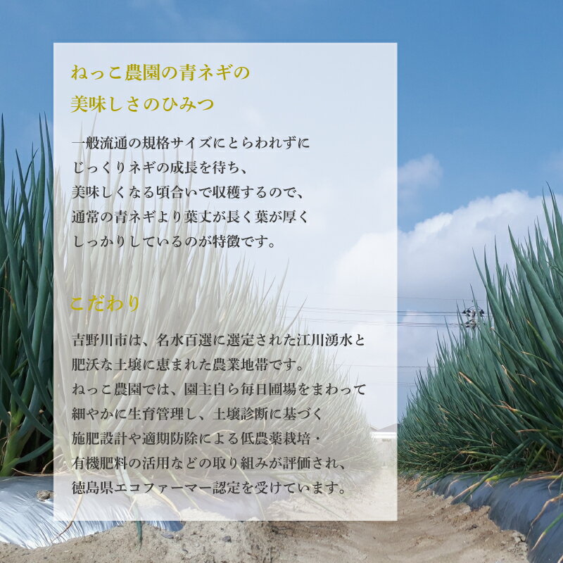 【ふるさと納税】 ねぎ 乾燥ねぎ 【ねっこ農園 手間なし パパッと! 乾燥 刻み ネギ 】 30g 1袋 2袋 3袋 4袋 5袋 ねぎ 乾燥ねぎ 青ネギ 小分け 個包装 チャック お手軽 葱 野菜 味噌汁 うどん 鍋 朝ご飯 徳島県 吉野川市 サムネイル3