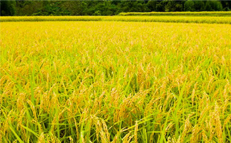 【ふるさと納税】 日本酒 お酒 飲み比べ 純米大吟醸 吟醸 ギフト セット 720ml × 2本 辛口 山田錦 ロック 水割り 宅飲み 晩酌 ギフト 贈答品 プレゼント 贈り物 数量限定 お取り寄せ 徳島県 サムネイル3