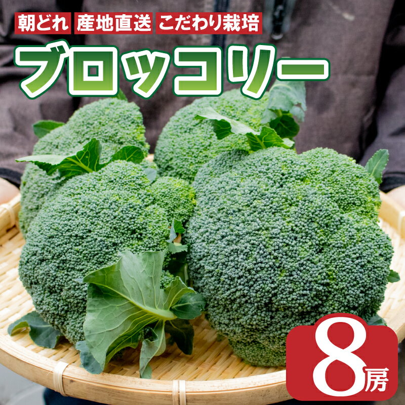 ブロッコリー 8本 2kg以上 野菜 やさい 国産 朝採れ 新鮮 旬 季節野菜 産地直送 鮮度抜群 サラダ スープ 味噌汁 鍋 シチュー カレー 和食 洋食 中華 ビタミン 美容 健康 冷蔵 お取り寄せ グルメ 送料無料 徳島県 阿波市 AWA Nature