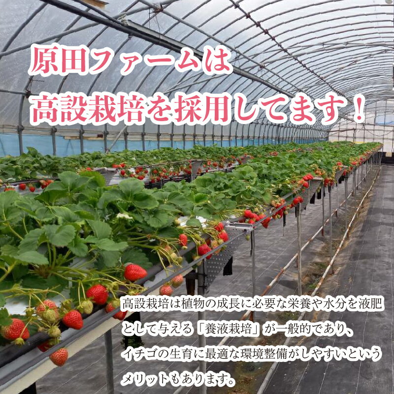 【ふるさと納税】 いちご 苺 500g 1kg S~2L サイズ混合 不揃い さちのか ジャム スイーツ ケーキ 果物 フルーツ デザート お菓子 ジャム アイス シャーベット スムージー ヨーグルト クレープ タルト チョコ 大福 フルーツサンド 阿波市産 徳島県 四国 サムネイル3