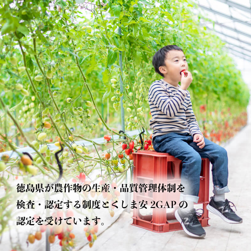 【ふるさと納税】 ミニトマト ボーノトマト 2kg 4kg アイコ トマト フルーツトマト 農家直送 夏野菜 サラダ 先行予約 阿波市 徳島県 - 画像3