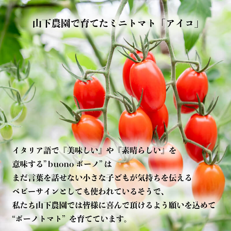 【ふるさと納税】 ミニトマト ボーノトマト 2kg 4kg アイコ トマト フルーツトマト 農家直送 夏野菜 サラダ 先行予約 阿波市 徳島県 - 画像2