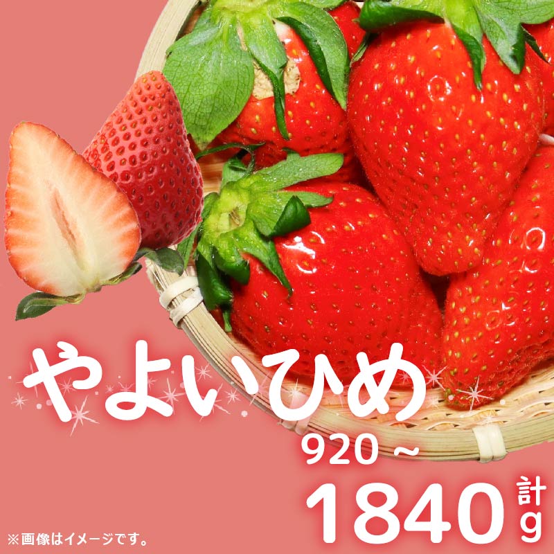 訳あり いちご やよいひめ 計 920から1840g 苺 先行予約 ストロベリー 果物 フルーツ ケーキ ゼリー ジュース アイス シャーベット チョコ フルーツサンド 洋菓子 和菓子 スイーツ デザート ジャム 不揃い 規格外 甘い 人気 おすすめ お取り寄せ グルメ