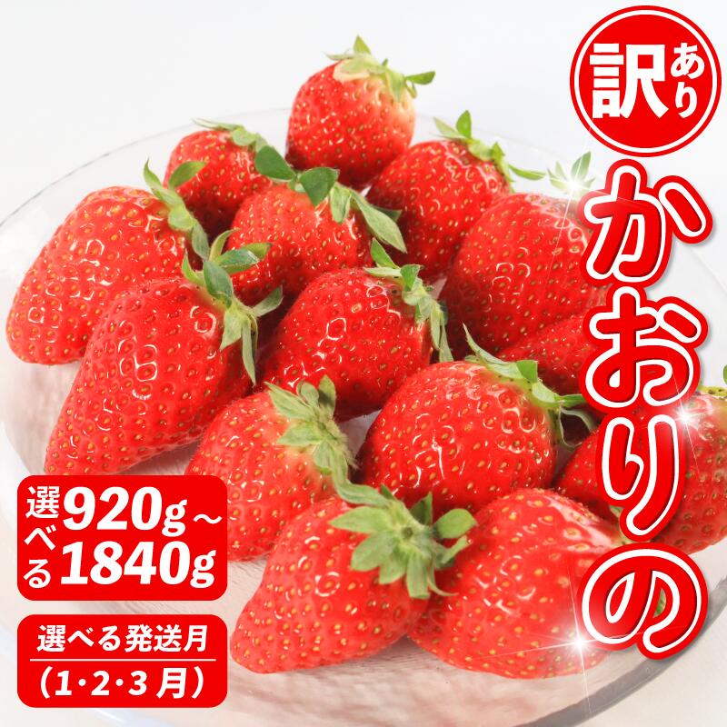 訳あり いちご かおりの 選べる容量 計920～1840g 苺 ストロベリー 果物 フルーツ ケーキ ゼリー ジュース アイス シャーベット フルーツサンド いちご大福 大福 洋菓子 スイーツ デザート ジャム 規格外 家庭用 甘い 人気 おすすめ お取り寄せ グルメ