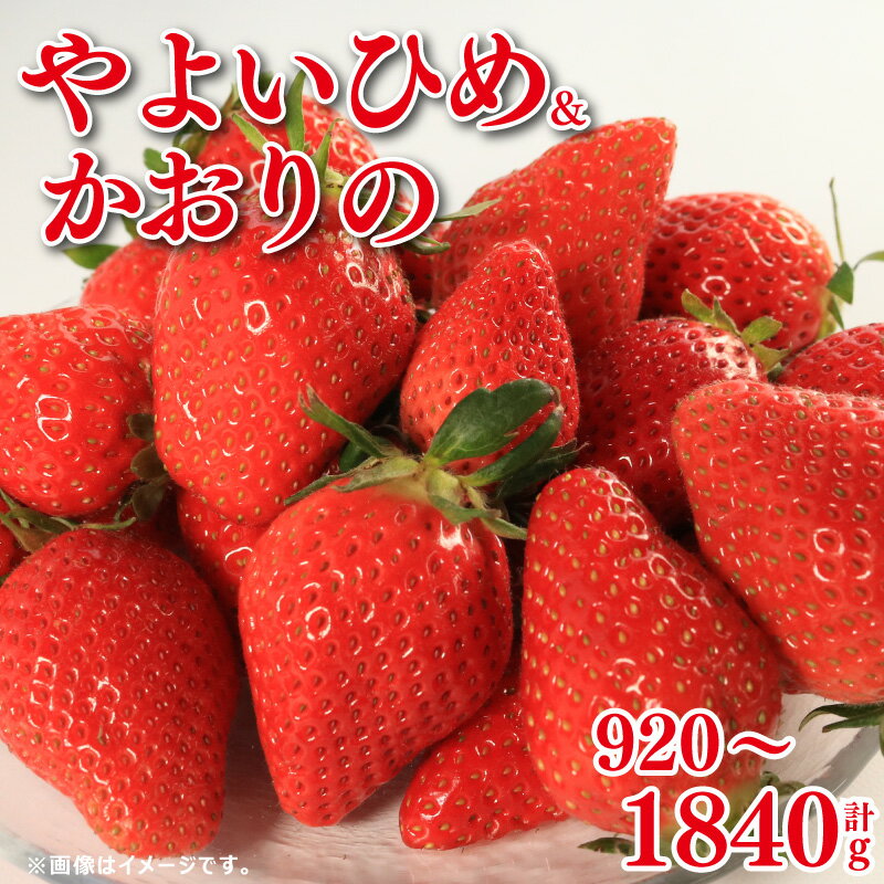 訳あり いちご やよいひめ かおりの 2種 選べる容量 計920g 1840g 苺 ストロベリー 先行予約 果物 フルーツ ケーキ ゼリー ジュース アイス シャーベット いちご大福 スイーツ デザート ジャム 不揃い 規格外 家庭用 甘い 人気 おすすめ お取り寄せ グルメ