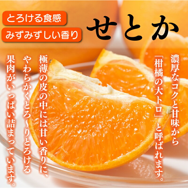 【ふるさと納税】 訳あり サイズ不揃い みかん せとか 3kg 柑橘の大トロ フルーツ 甘い ビタミン デザート ジュース 柑橘 贈り物 阿波市 徳島県 サムネイル2