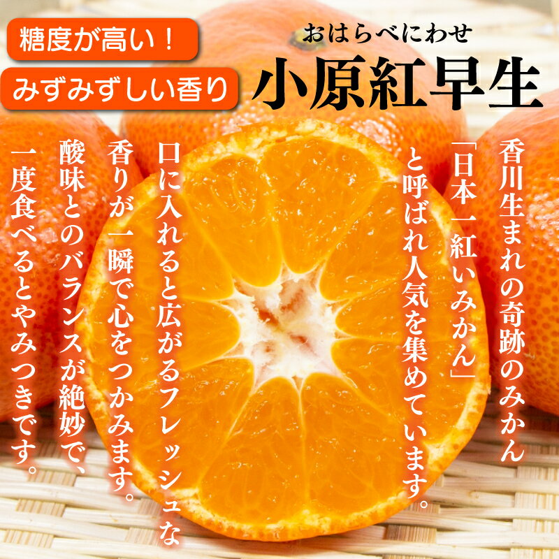 【ふるさと納税】 訳あり 不揃い みかん 蜜柑 小原紅早生 3kg 柑橘 フルーツ ジャム ゼリー ジュース スムージー 露地栽培 サムネイル2