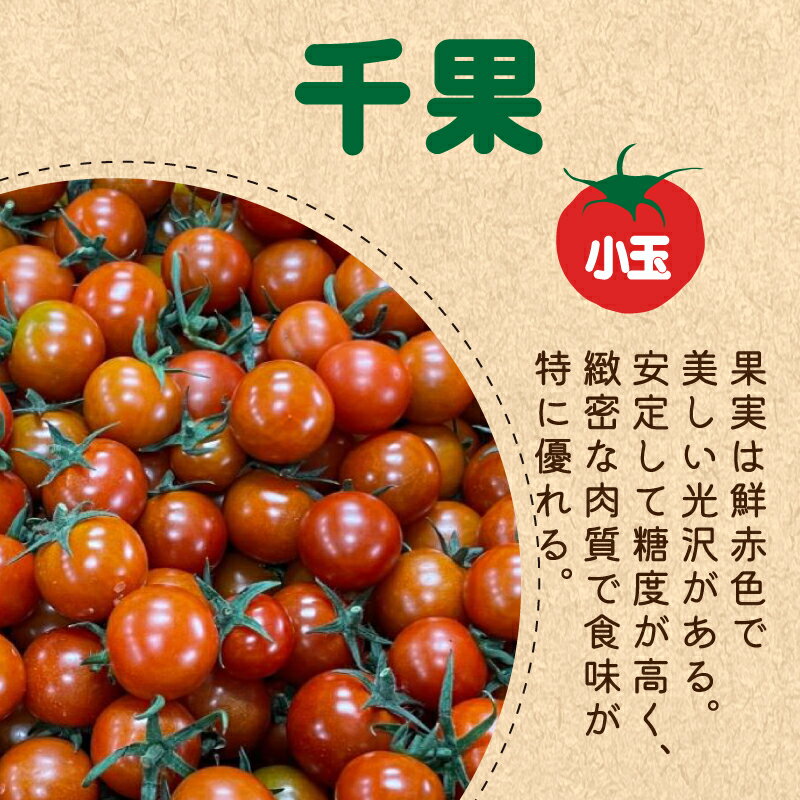 【ふるさと納税】 トマト ミニトマト 選べる容量 2kg 4kg 3種 食べ比べ セット 冷蔵 詰め合わせ 千果 フルティカ かれん 野菜 糖度 果物 パスタ スパゲティー ソース サラダ ドレッシング 鍋 サンドイッチ ギフト 贈答 お取り寄せ グルメ 送料無料 徳島県 阿波市 - 画像2