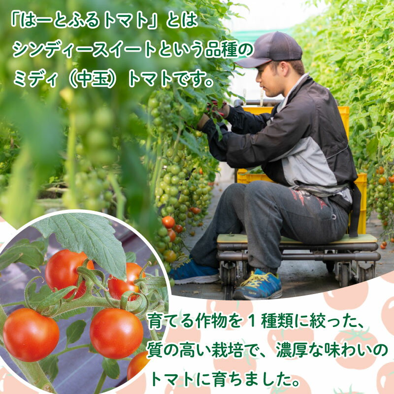 【ふるさと納税】 トマト 中玉 2kg シンディースイート はーとふるトマト 野菜 やさい トマト ミディトマト ジュース パスタ スパゲティー ソース サラダ ドレッシング サンドイッチ ハンバーガー ピザ GAP認証 ノウフクJAS お取り寄せ はーとふる川内株式会社 徳島県 阿波市 - 画像2