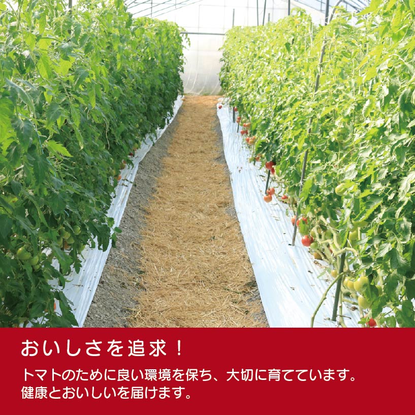 【ふるさと納税】 トマト 大玉 3kg 選べる 単品 定期便 トマトの国 《1月上旬から順次発送》 サラダ 野菜 やさい 果物 スイーツ ジュース パスタ スパゲティー ソース サラダ ドレッシング 鍋 サンドイッチ 贈答 ギフト お取り寄せ グルメ 送料無料 徳島県 阿波市 - 画像3