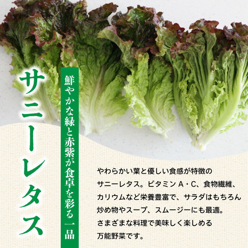 【ふるさと納税】 野菜 ブロッコリー サニーレタス 約2kg 詰め合わせ セット 野菜 やさい 国産 朝採れ 新鮮 旬 季節野菜 産地直送 鮮度抜群 サラダ スープ 味噌汁 焼肉 鍋 シチュー カレー スムージー 和食 洋食 中華 ビタミン 美容 健康 冷蔵 徳島県 阿波市 MONTAふぁ～む - 画像3