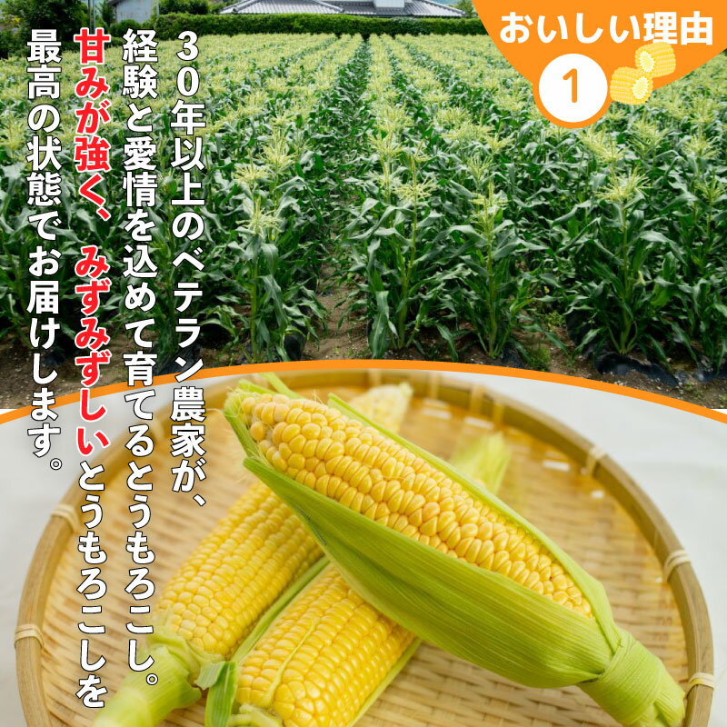 【ふるさと納税】 とうもろこし 5kg スイートコーン おおもの コーン 甘い 野菜 採れたて 夏野菜 ポタージュ スープ サラダ おやつ おかず 数量限定 朝採れ 高糖度 産地直送 期間限定 先行予約 新鮮 コーン 旬 サラダ 徳島県 阿波市 - 画像3