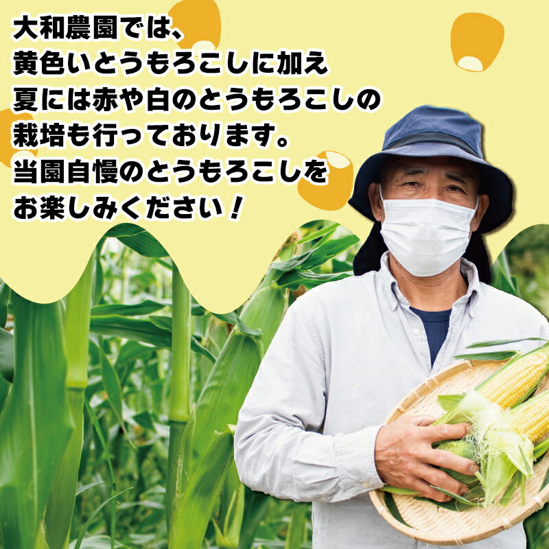 【ふるさと納税】 とうもろこし スイートコーン おおもの 約 5kg 《2026年6月から順次発送》 野菜 サラダ 新鮮 キャンプ バーベキュー 焼き肉 特産物 生産者直送 徳島県 阿波市 四国 - 画像3