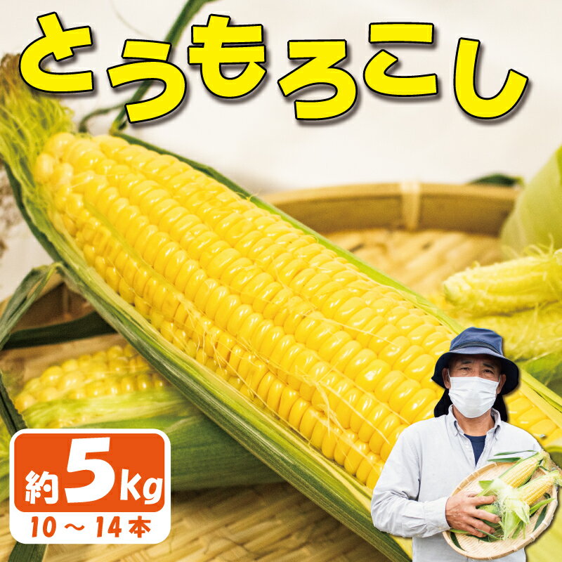 とうもろこし スイートコーン おおもの 約 5kg 《2026年6月から順次発送》 野菜 サラダ 新鮮 キャンプ バーベキュー 焼き肉 特産物 生産者直送 徳島県 阿波市 四国