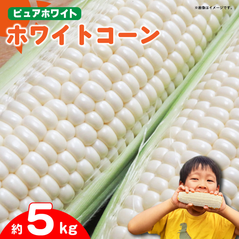 とうもろこし ホワイトコーン スイートコーン 約 5kg 《 2026年6月下旬～発送》野菜 ピュアホワイト 白い 甘い 夏野菜 高糖度 朝採れ 農家直送 生産者直送 新鮮 コーン サラダ ギフト 贈り物 お取り寄せ ご当地 特産物 徳島県 阿波市 四国