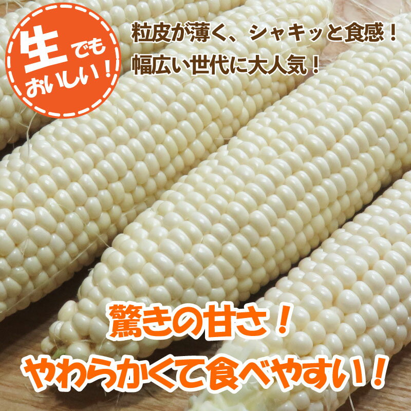 【ふるさと納税】 とうもろこし ホワイトコーン スイートコーン 約 5kg 《 2026年6月下旬～発送》野菜 ピュアホワイト 白い 甘い 夏野菜 高糖度 朝採れ 農家直送 生産者直送 新鮮 コーン サラダ ギフト 贈り物 お取り寄せ ご当地 特産物 徳島県 阿波市 四国 - 画像3