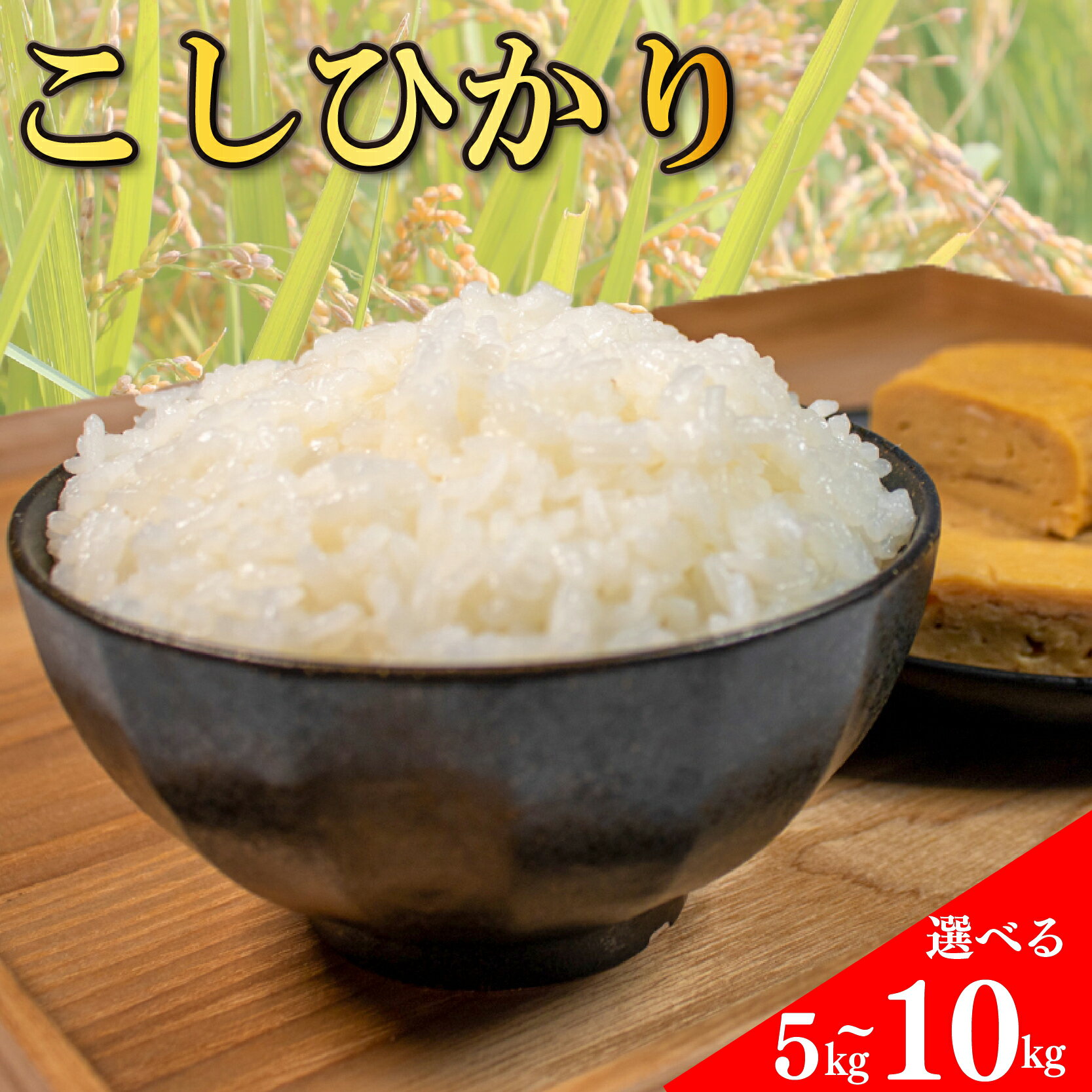 コシヒカリ 無洗米 5kg 10kg 令和7年産 白米 お米 精米 新米 卵かけご飯 食品 備蓄 備蓄米 保存 防災 ギフト 贈答 プレゼント お取り寄せ グルメ 送料無料 徳島県 阿波市 須見商店