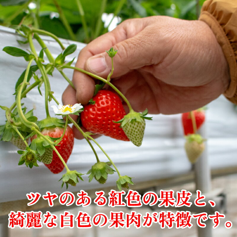 【ふるさと納税】 いちご 大粒 15粒 さがほのか 約420g 化粧箱 発送時期が選べる 2025年1月 2月 3月 発送 苺 ストロベリー 果物 フルーツ ケーキ フルーツサンド いちご大福 ジャム 甘い 人気 おすすめ お取り寄せ グルメ 贈答 ギフト 先行予約 徳島県 阿波市 春風果園 サムネイル2