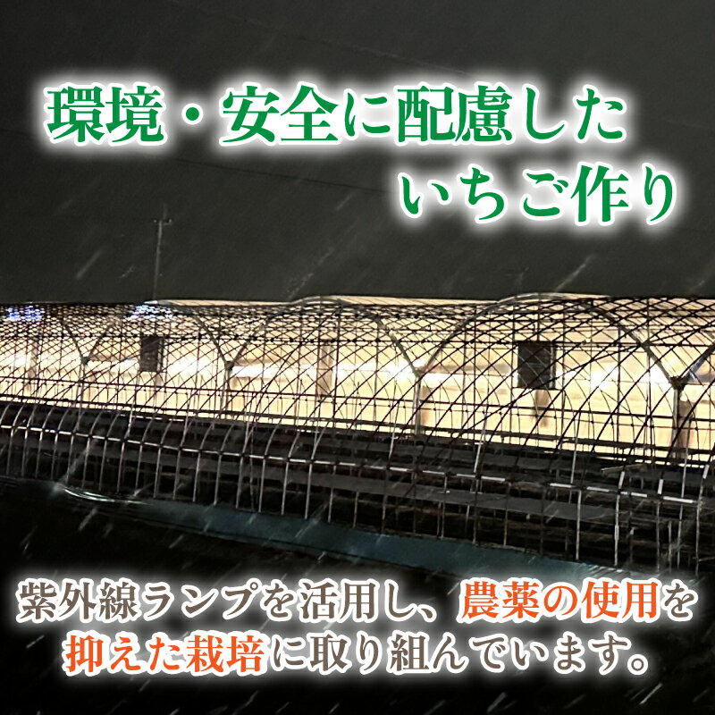 【ふるさと納税】 いちご 大粒 15粒 さがほのか 約420g 化粧箱 発送時期が選べる 2025年1月 2月 3月 発送 苺 ストロベリー 果物 フルーツ ケーキ フルーツサンド いちご大福 ジャム 甘い 人気 おすすめ お取り寄せ グルメ 贈答 ギフト 先行予約 徳島県 阿波市 春風果園 サムネイル3