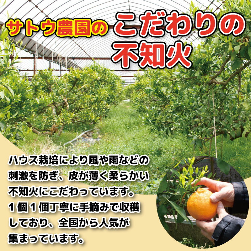 【ふるさと納税】 みかん しらぬい 不知火 約 2.0kg 贈答用 化粧箱 7 から 10 個 手摘み 蜜柑 柑橘 果物 フルーツ 柑橘 ギフト 徳島県 阿波市産 サトウ農園 サムネイル3