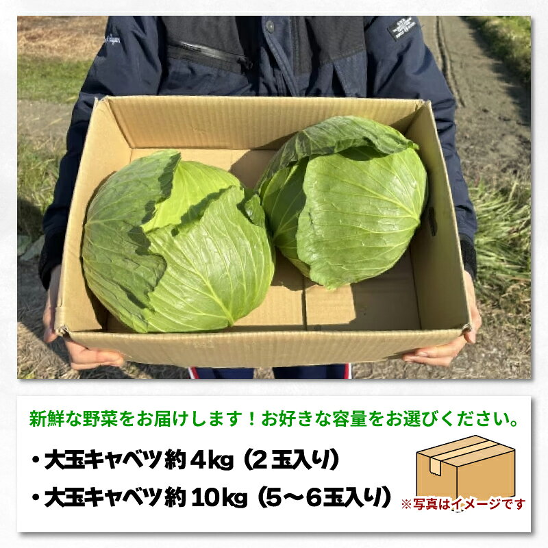 【ふるさと納税】 キャベツ 大玉 選べる容量 4～10kg 2玉 5~6玉 (1玉約2kg) 採れたて 産地直送 農家直送 新鮮 旬 サラダ 餃子 お好み焼き ロールキャベツ 徳島県 阿波市 - 画像2