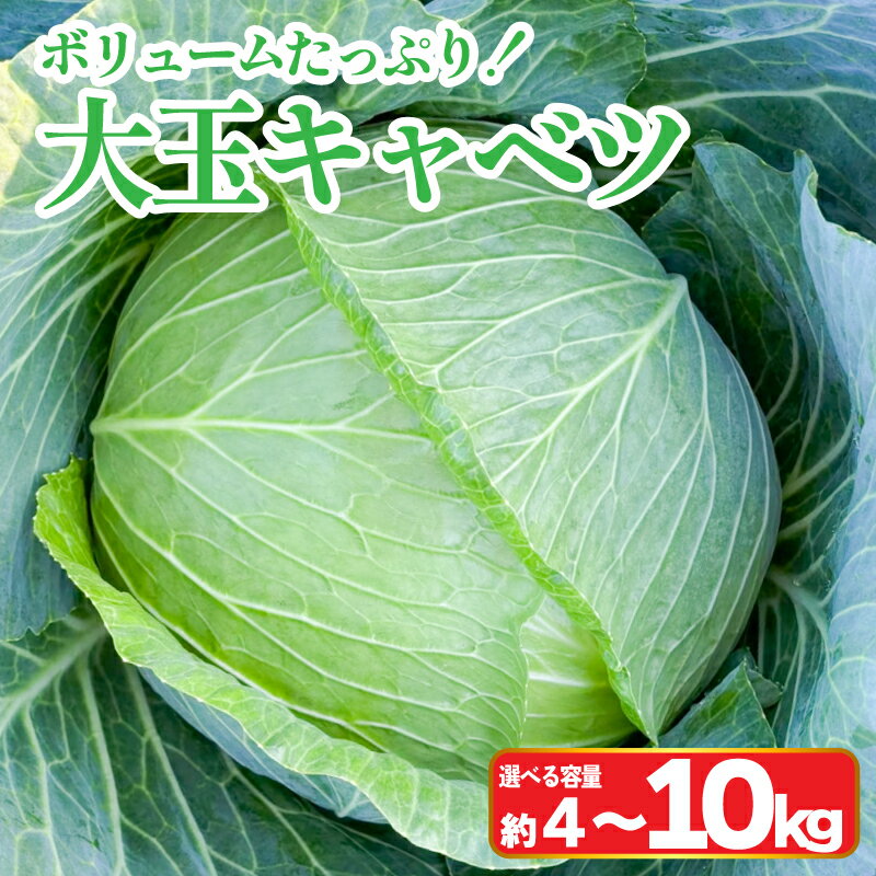 キャベツ 大玉 選べる容量 4～10kg 2玉 5~6玉 (1玉約2kg) 採れたて 産地直送 農家直送 新鮮 旬 サラダ 餃子 お好み焼き ロールキャベツ 徳島県 阿波市