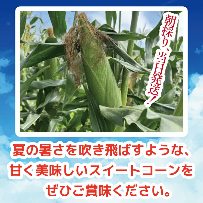【ふるさと納税】 とうもろこし スイートコーン 12本入り 約5kg 品種 おおもの 《2026年6月から順次発送》 野菜 甘い 採れたて 産地直送 夏野菜 数量限定 朝採れ 農家直送 期間限定 新鮮 コーン 旬 サラダ 徳島県 阿波市 - 画像3