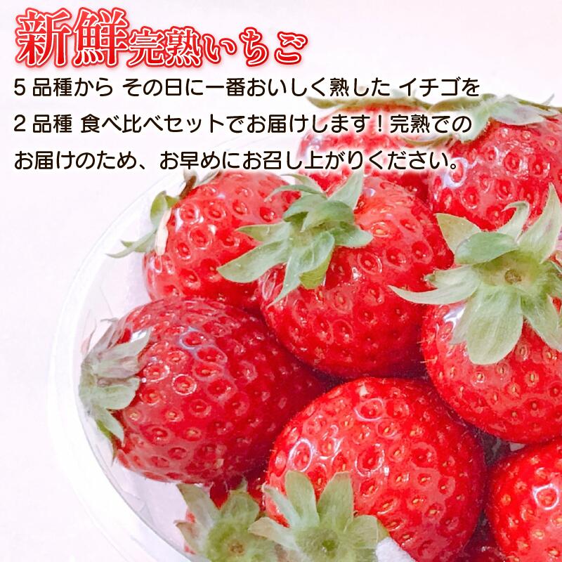 【ふるさと納税】 先行予約 訳あり いちご 食べ比べ 2品種 セット 計500g (250g×2パック) 完熟 苺 おいCベリー スターナイト ほしうらら やよいひめ さつまおとめ ストロベリー 苺大福 不揃い 規格外 家庭用 人気 オススメ お取り寄せ グルメ 徳島県 阿波市 よつぼし農園 サムネイル2