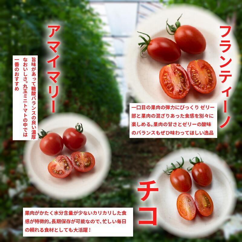 【ふるさと納税】 トマト ミニトマト 1kg フランティーノ アマイマリー チコ 野菜 やさい トマト ジュース パスタ スパゲティー ソース サラダ ドレッシング サンドイッチ ハンバーガー ピザ カレー お取り寄せ グルメ 徳島県 阿波市 ヴェリタス株式会社 - 画像2