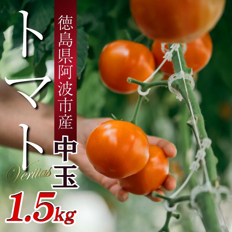 トマト 中玉 1.5kg 野菜 やさい トマト ジュース パスタ スパゲティー ソース サラダ ドレッシング サンドイッチ ハンバーガー ピザ カレー お取り寄せ グルメ 徳島県 阿波市 ヴェリタス株式会社