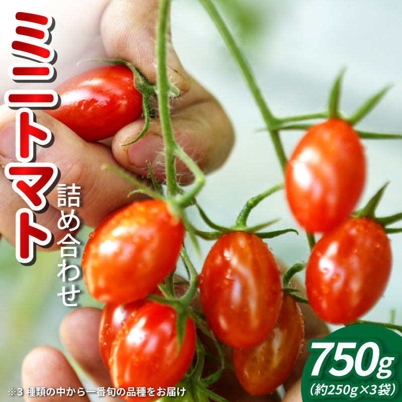 トマト ミニトマト 750g （ 250g × 3袋 ） 小分け フランティーノ アマイマリー チコ 野菜 やさい トマト ジュース パスタ スパゲティー ソース サラダ ドレッシング サンドイッチ ピザ カレー お取り寄せ グルメ 徳島県 阿波市 ヴェリタス株式会社