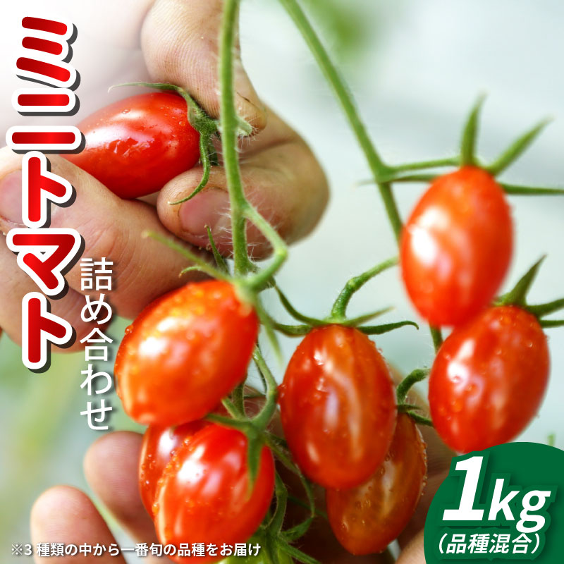 トマト ミニトマト 1kg フランティーノ アマイマリー チコ 野菜 やさい トマト ジュース パスタ スパゲティー ソース サラダ ドレッシング サンドイッチ ハンバーガー ピザ カレー お取り寄せ グルメ 徳島県 阿波市 ヴェリタス株式会社