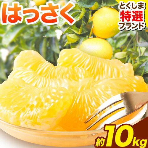 ＜ 先行予約 ＞ 八朔 はっさく 約10kg 仕出原八朔生産組合《2026年2月上旬‐2026月3月上旬頃出荷》| とくしま特選ブランド 徳島県 美馬市