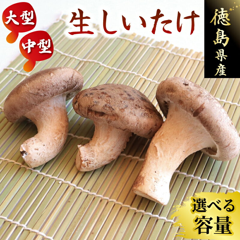 しいたけ 椎茸 2kg 程度 大型 6パック / 中型 10袋 肉厚 きのこ ステーキ 生しいたけ 生 シイタケ だし 焼きしいたけ 肉詰め 鍋 焼肉 バーベキュー 味噌汁 スープ 野菜 新鮮 旬 食べ応え うまみ セット 菌床しいたけ 大西農園 徳島県 三好市 みよし