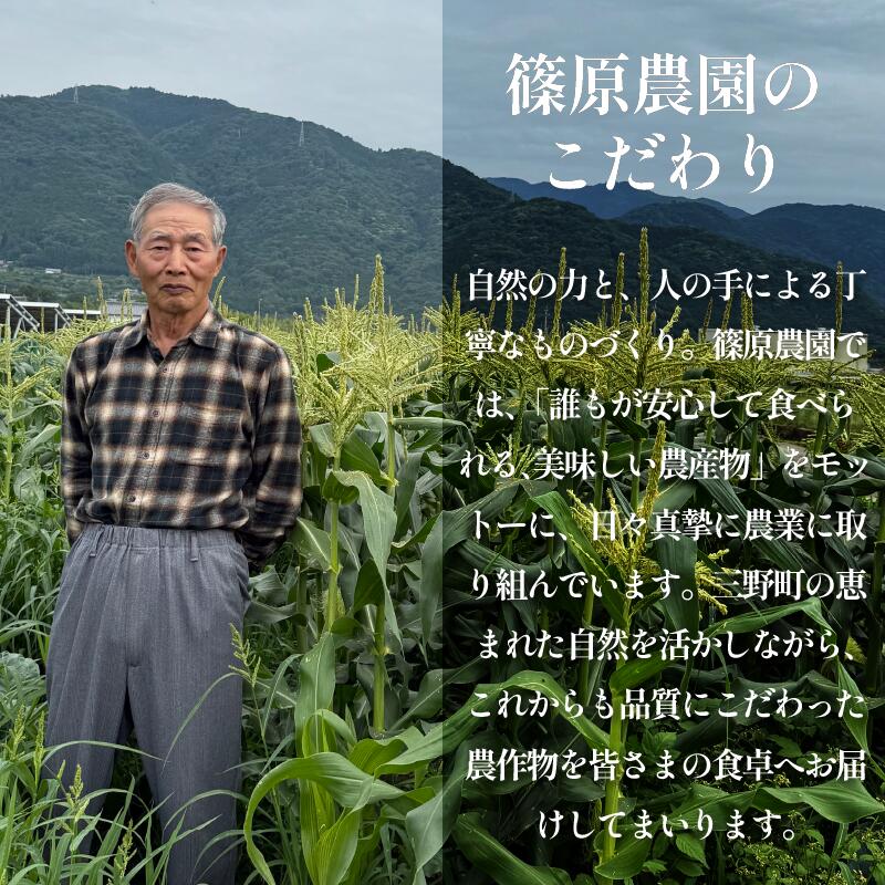 【ふるさと納税】 みかん 5kg はれひめ 蜜柑 柑橘 フルーツ 果物 オレンジジュース デザート ケーキ アイス 冷凍みかん シャーベット ゼリー スイーツ お菓子 ギフト 送料無料 徳島県 三好市 みよし 篠原農園 サムネイル3