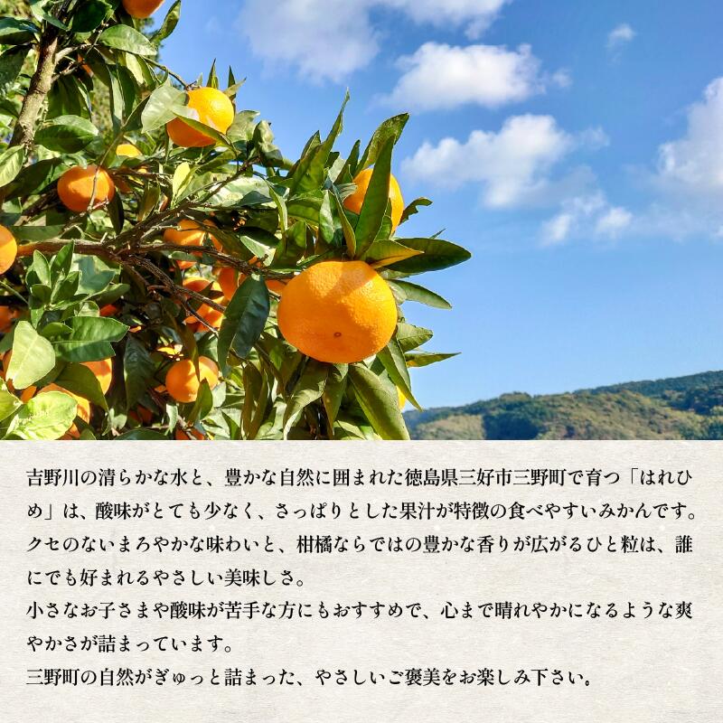 【ふるさと納税】 みかん 5kg はれひめ 蜜柑 柑橘 フルーツ 果物 オレンジジュース デザート ケーキ アイス 冷凍みかん シャーベット ゼリー スイーツ お菓子 ギフト 送料無料 徳島県 三好市 みよし 篠原農園 サムネイル2