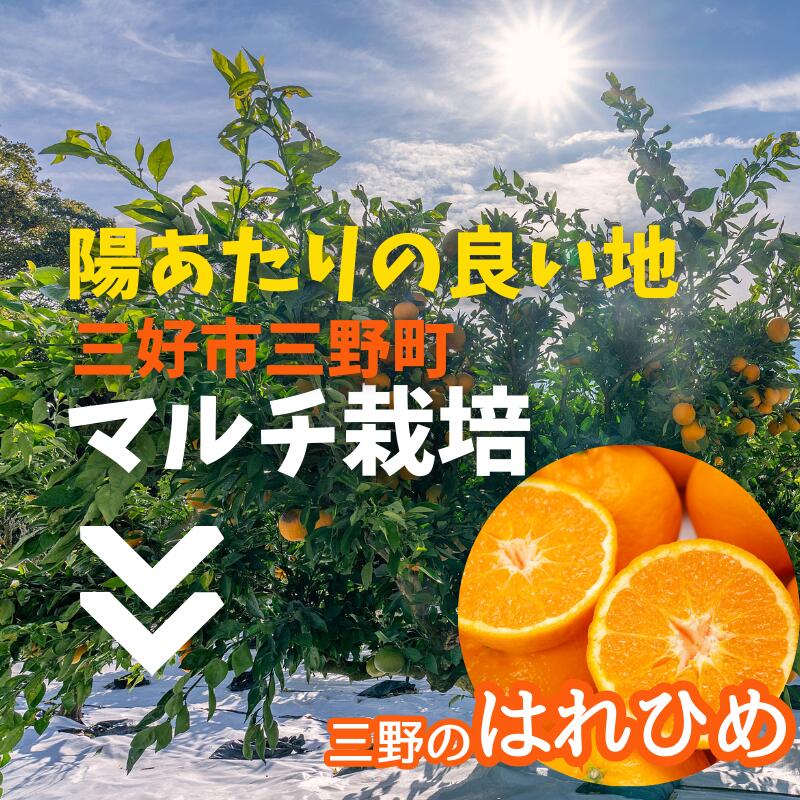 【ふるさと納税】 みかん 5kg ( 2L ～ 3L 35個 前後 ) 蜜柑 柑橘 はれひめ オレンジ 国産 数量限定 特産品 期間限定 徳島 三野 フルーツ 果物 みかんジュース オレンジジュース 冷凍みかん ジューシー アイス おやつ デザート おいしい みよし 徳島県 三好市 三野のはれひめ サムネイル2