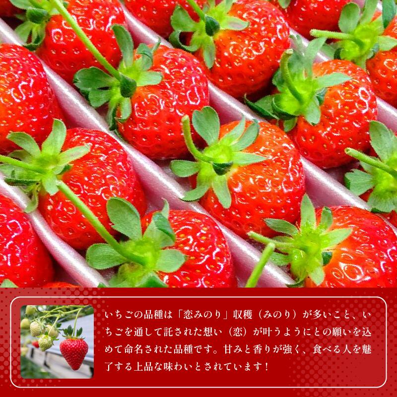 【ふるさと納税】 いちご 400g 800g 1.3kg 選べる イチゴ 先行予約 果物 フルーツ 恋みのり ストロベリー ジャム スムージー 期間限定 洋菓子 家族 子ども フルーツサンド フルーツ大福 いちご大福 苺大福 ケーキ アイス 人気 オススメ お取り寄せ グルメ みよし 徳島 三好 サムネイル2