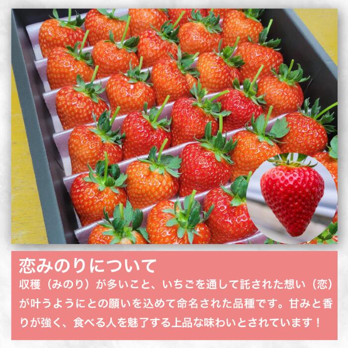 【ふるさと納税】いちご 900g 先行予約 大粒 恋みのり 極上 香り 甘い 苺 イチゴ 果物 フルーツ ストロベリー ジャム 期間限定 フルーツ大福 いちご大福 苺大福 ケーキ アイス シャーベット 人気 オススメ お取り寄せ グルメ ミカモフレテック みよし 徳島県 三好市 サムネイル2