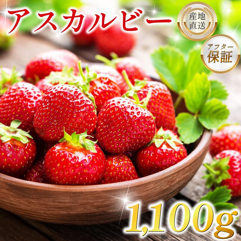 いちご 選べる 800g 1.1kg 1.3kg 先行予約 アスカルビー 究極のいちご 甘酸っぱい 甘い 香り 苺 イチゴ 果物 フルーツ ストロベリー 期間限定 ケーキ アイス シャーベット 人気 オススメ 贈答 ギフト 化粧箱 ミカモフレテック みよし 徳島県 三好市